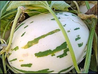 Qualtivate XXX-4A Snow Leopard Melon Seed