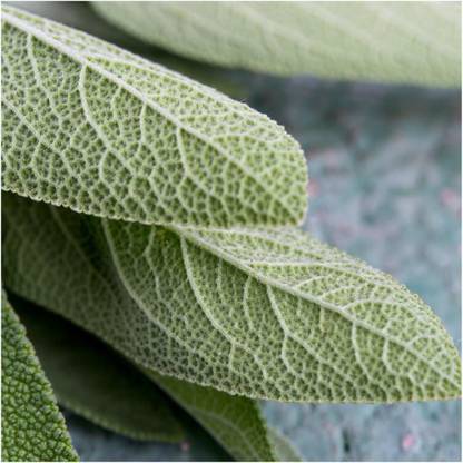 VibeX NBIR-25 - Broad Leaved Sage(Salvia officinalis) - (150 Seeds) Seed