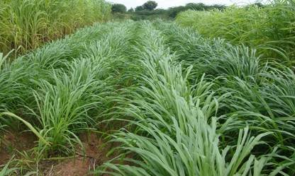 SBGARDEN Sudan Grass For Goat, Grass Seeds For Goat Seed