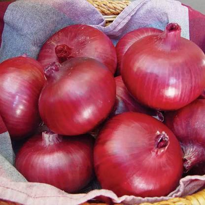 Avysa Red Onion Vegetable Onions Seed