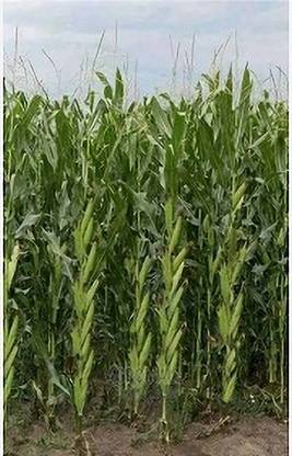 Hybrid maize SEEDS Makka.corn Seed