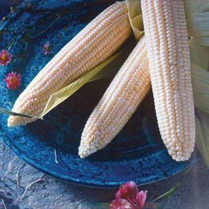 Jevik Argent-Sweet-Corn- Seed