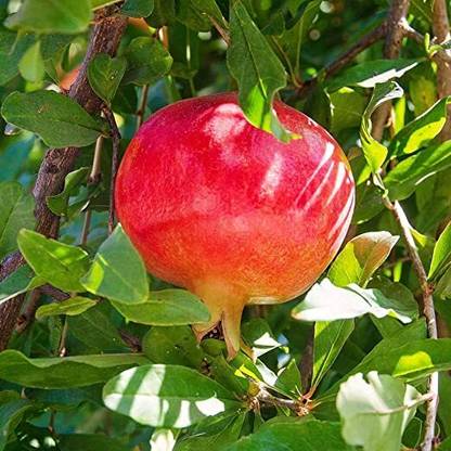 Kapebonavista Pomegranate Annar Anar Grafted Plant Seed