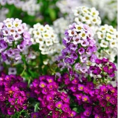 WILLVINE Sweet Alyssum Seeds For Home and Gardening winter (60 Seeds) Seed