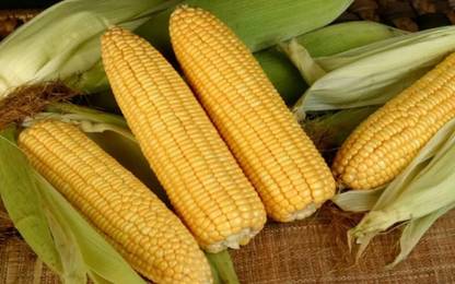 CEZIUS मकई ,भुट्टा (कॉर्न) Sweet Corn Bhutta Plant Seed