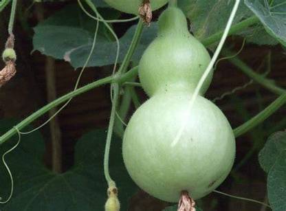 VibeX XL-63 - Ornamental Birdhouse Bottle Gourd - (900 Seeds) Seed