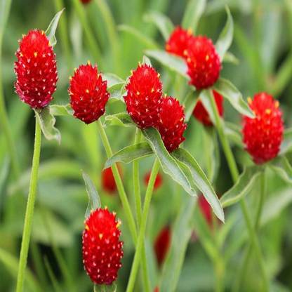 Floral Treasure Gomphrena Red, Vada Mulla Flower Seed