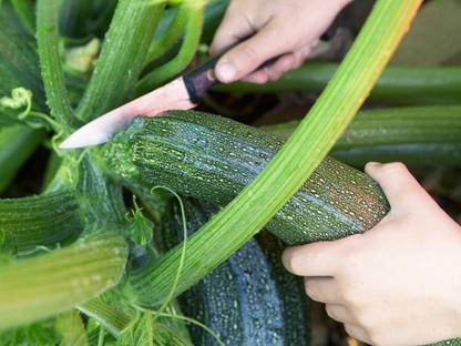 CYBEXIS Heirloom Zucchini Seeds400 Seeds Seed