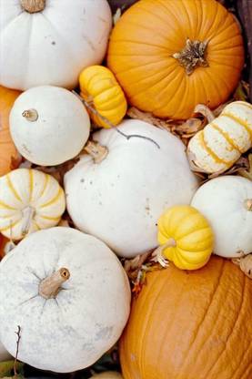 CYBEXIS PAU-79 - Pumpkin Premium Hybrid Quality - (100 Seeds) Seed