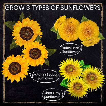 VibeX ® LXI-132 3 Types of Sunflower Seeds Seed