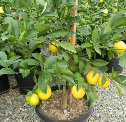 GROWN Key Lime Kagzi Nimbu Lemon Seeds For Planting & Gradening - 25 Seed
