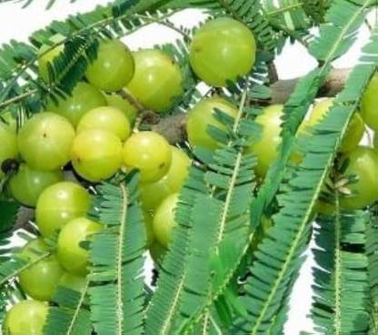 BDSresolve Desi Banarasi Amla/amla seeds for planting Seed