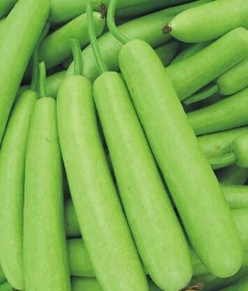 Aywal Bottle Gourd (Lauki/Lau/Clabash) Seed