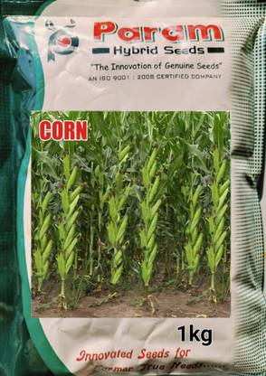 HYBRID 1kg hybrid corn seeds maize seeds highest yield Verity Seed