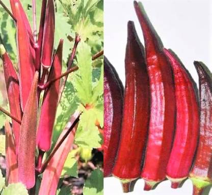 ibains Real seed red bindi Seed