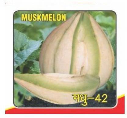 VibeX HUA-99 - Hara Madhu Kharbuj / Musk Melon - (150 Seeds) Seed