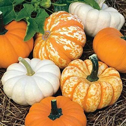 KNESSiN High Yield Harvest Blend Mini Pumpkin Seeds For Gardening (120 Seeds) Seed