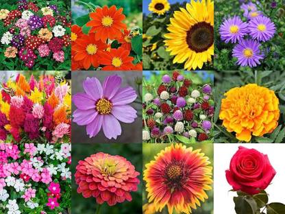 ibains Very best quality seeds combo flower Seed
