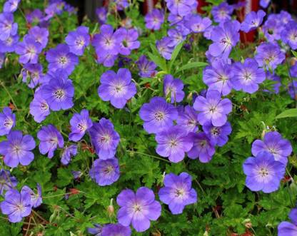 Biosnyg Geranium, Rozanne [200 Seeds] Seed