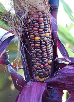VibeX ® VXI-694 SENECA RED STALKER Corn Seeds Seed