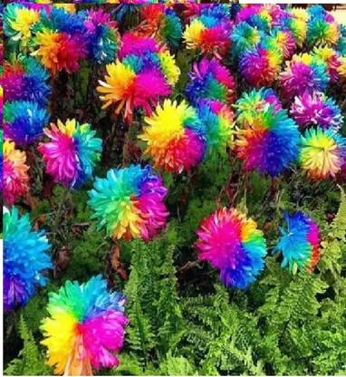 BDSresolve chandramallika/cherysanthemum flower seeds hybrid Seed