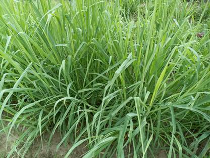 N.G.M. AGROCARE Nandi(Setaria sphacelata)perennial multicut fodder African grass Live Root Slips Seed
