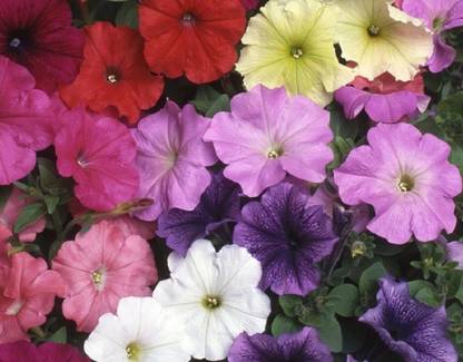 Biosnyg PETUNIA NANA COMPACTA MIXED SEEDS [50 Seeds] Seed