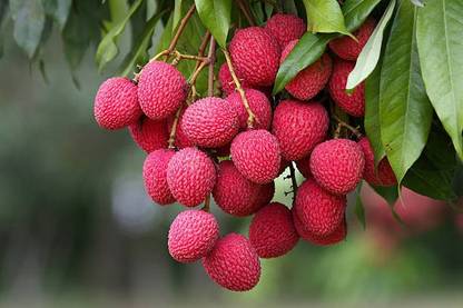 seedx Imported Hybrid Lychee Fruit Seed