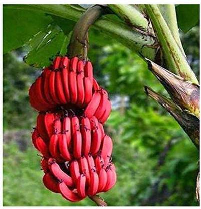 Peau Banana(Red) Seed