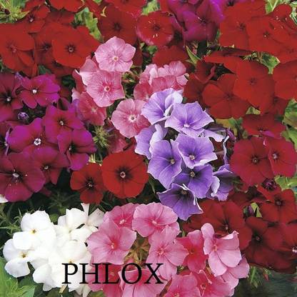 Lorvox Phlox flower Seed