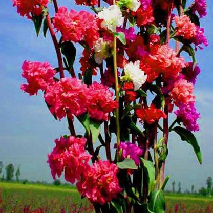 Nodoc Clarkia elegans double mix Seed