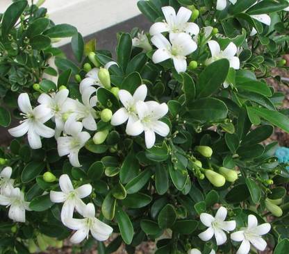 ibains Jasmin seeds Seed