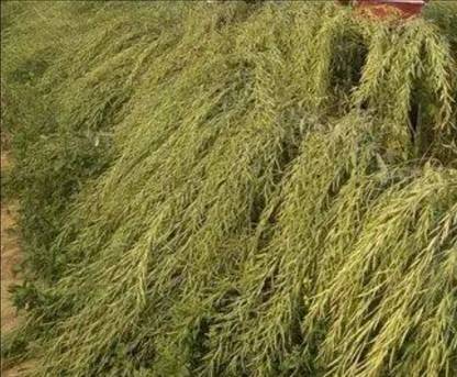 HYBRID 1kg moti-46 (yield 16-20 Quintal/acre) highest yield variety Seed