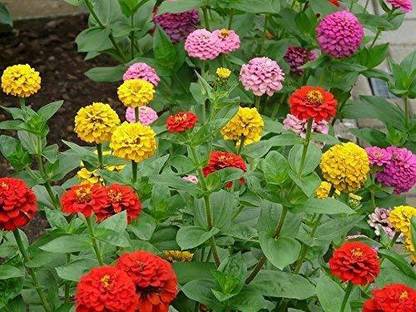 VibeX VVI-72 - Zinnia Mix Hybrid Flower - (90 Seeds) Seed