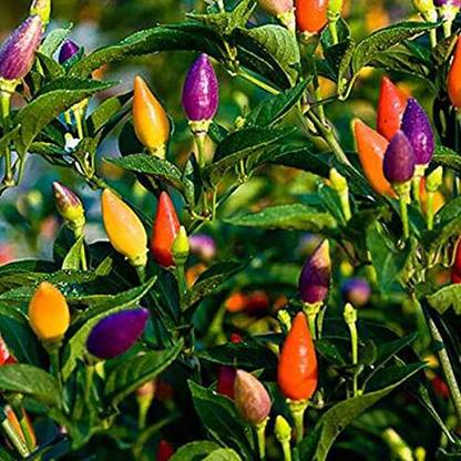 TRICONE Ornamental Vegetables Seeds Chilli Non Gmo Hybrid Mirch 40 Seeds V9 Seed
