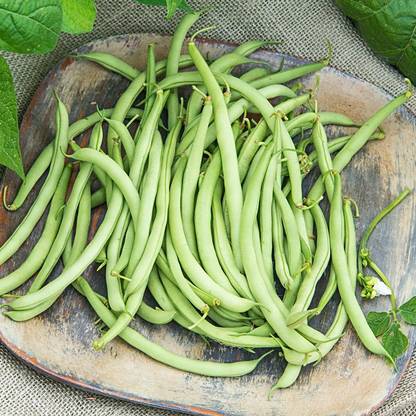 Avysa Bush Beans) , Snap Beans,French Beans Seed