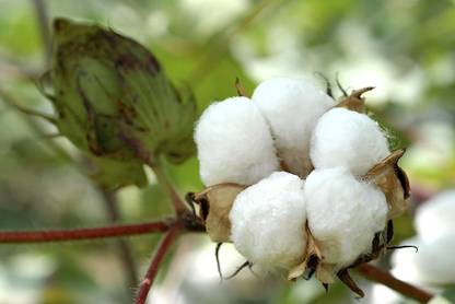 BDSresolve Gossypium seeds/kapas cotton seeds 18 Seed