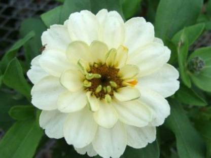 CYBEXIS Zinnia Double White Color | F1 Hybrid Seed
