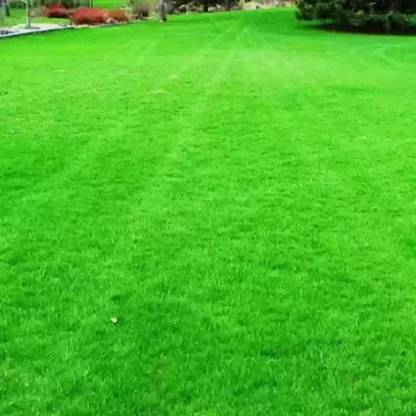 SeeGreen Carpet grass seeds for home garden, lawn grass seeds for home garden Seed Seed