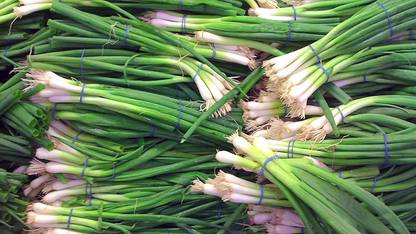 VibeX ® VLR-525 Onion Seeds (Bunching) - White Lisbon Seed