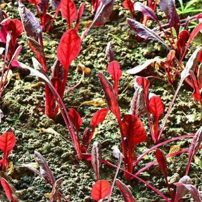 CYBEXIS Cold Hardy Purple Spinach Seeds1000 Seeds Seed