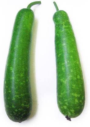 Qualtivate XXX-2A Bottle Gourd Dudhi Lauki Calabash Seed
