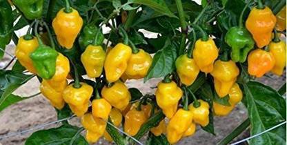 CYBEXIS F76Seeds of Vegetable Pepper Chilli Trinidad Perfume-300 Seeds Seed