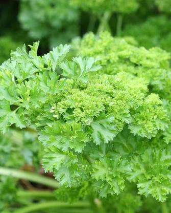 SOWCAN Organic Moss Curled Parsley Seed
