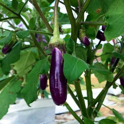 ibains Bringel seeds Seed