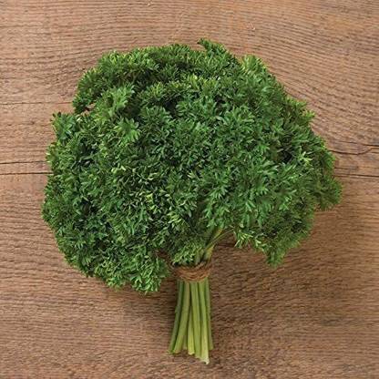 VibeX TLX-58 - Parsley Darki - (750 Seeds) Seed