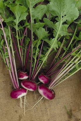 KNESSiN ACT-90 Turnip Purple Top Milan Seed
