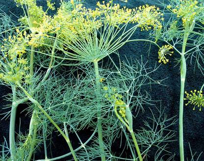 CYBEXIS VVI-72 - Bouquet Dill Herb - (2250 Seeds) Seed