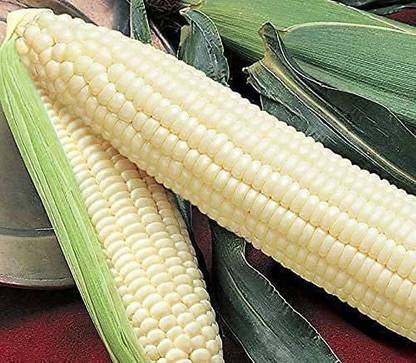 VibeX ® RXI-685 Silver Queen Hybrid Sweet Corn Seeds Seed