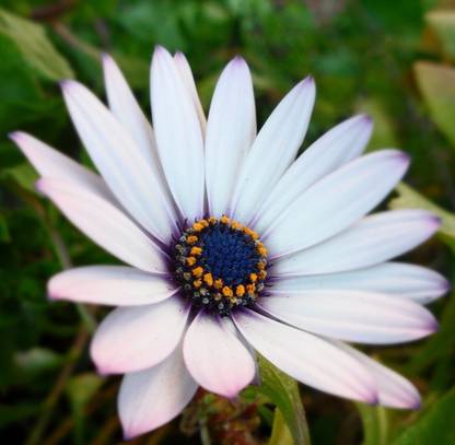 VibeX VVI-4 - Daisy White Mixed Plant - (180 Seeds) Seed
